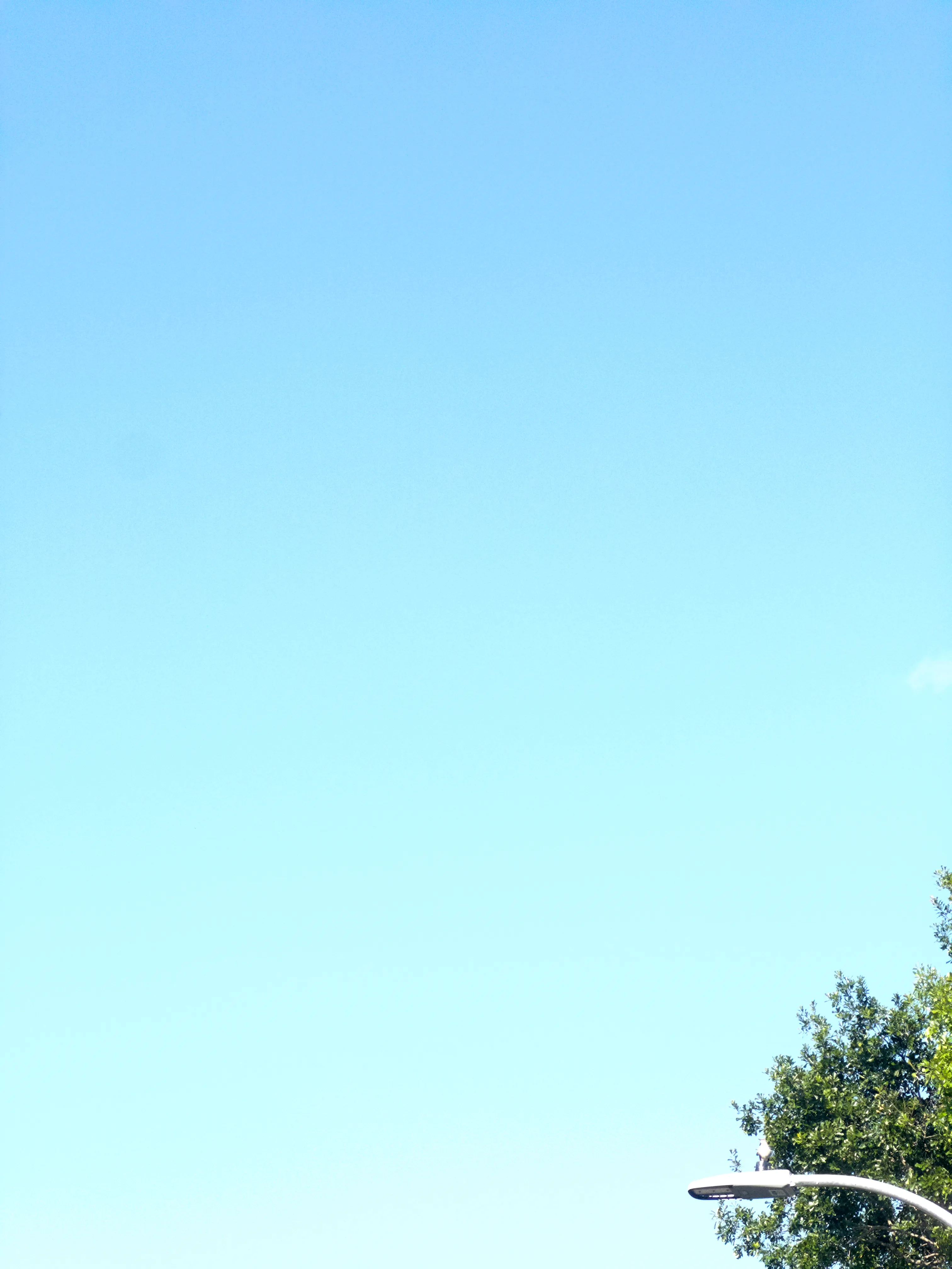 Photo of a small bird atop a lamppost, with most of the image taken up by a clear blue sky