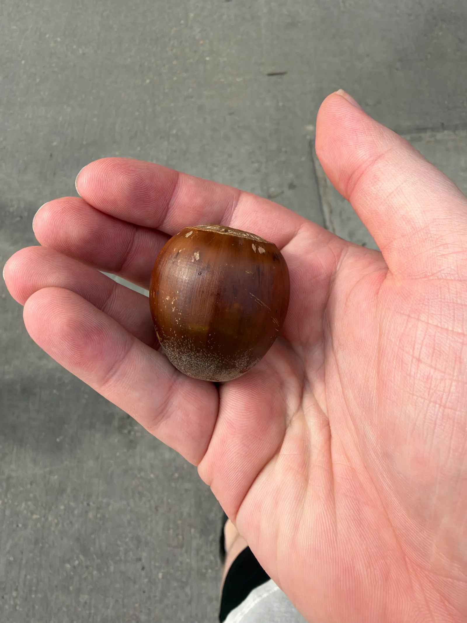 seemingly a big swamp chestnut acorn