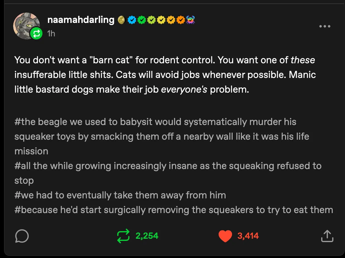 You don't want a "barn cat" for rodent control. You want one of these insufferable little shits. Cats will avoid jobs whenever possible. Manic little bastard dogs make their job everyone's problem. #the beagle we used to babysit would systematically murder his squeaker toys by smacking them off a nearby wall like it was his life mission #all the while growing increasingly insane as the squeaking refused to stop #we had to eventually take them away from him #because he'd start surgically removing the squeakers to try to eat them
